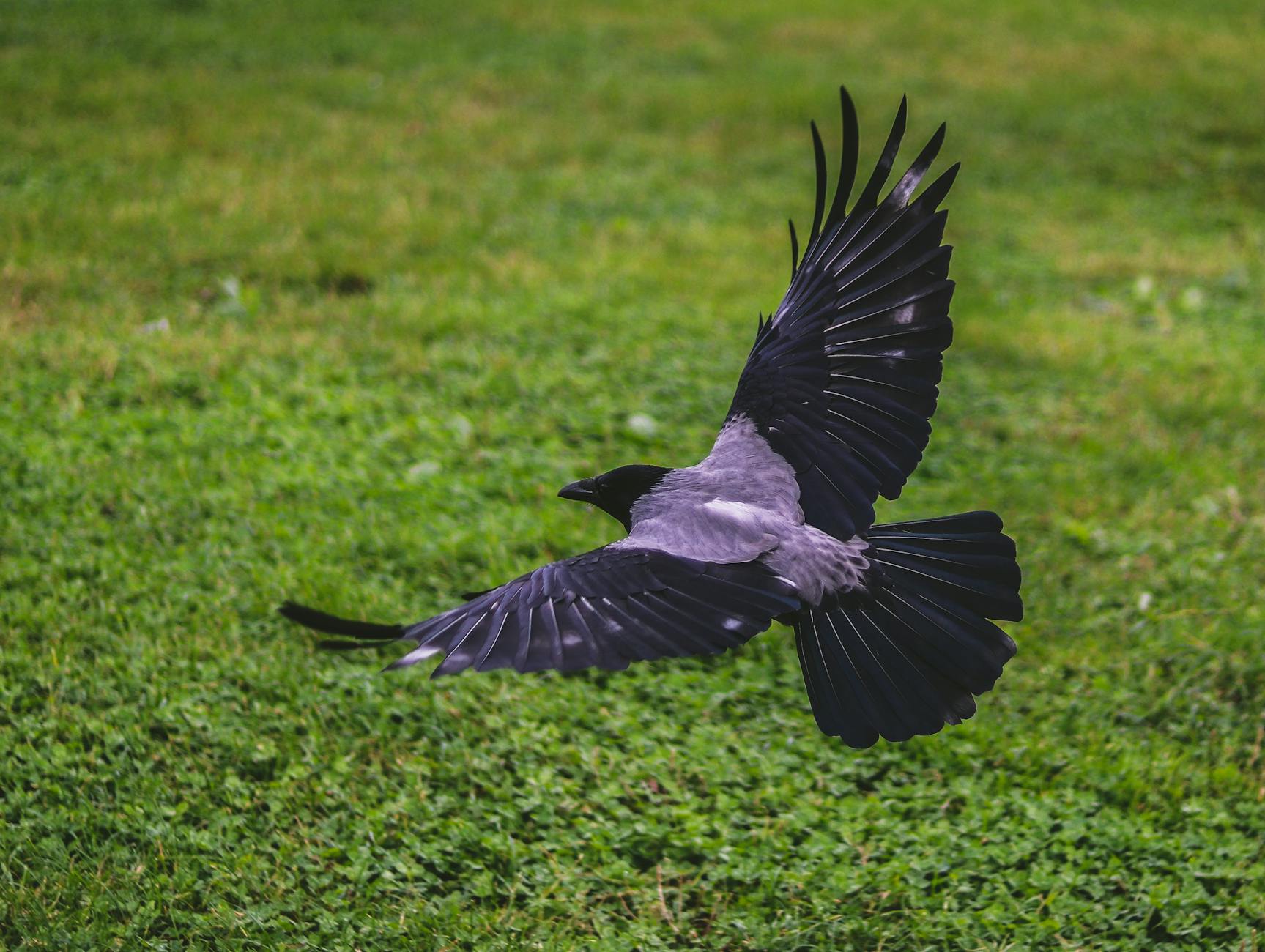 crow flying above green grass field